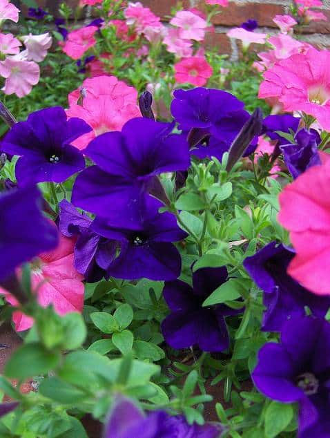petunia